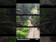 WEA18 PALMÖL-TRAKTOR