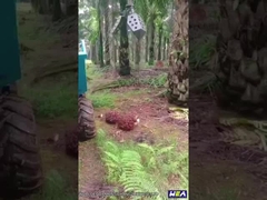 Palmöl-Traktor Mini Farm Tractor With Grapple 22HP Indonesien